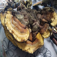 GMP-standaard, hoogwaardige voedingskwaliteit polysacharide-extract Trametes Robiniophila Huaier poeder, vacuüm verpakt in trommel, oplosmiddelvrij