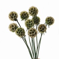 Fleur de Scabiosa Stellata teintée et stabilisée en forme de coussin de fleurs, pour l'été éternel, les vases, les bouquets de mariage, la Fête des Mères, Pâques, Noël
