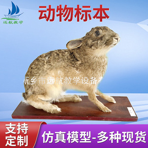 Fabricant de modèles d'animaux réalistes de haute qualité pour la maison, l'école, la recherche et l'artisanat. - Product Image 5
