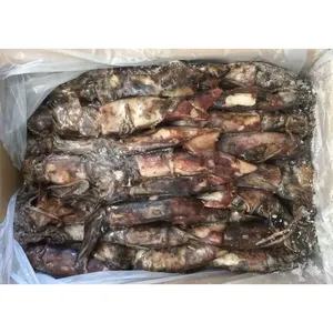 China Export Frozen Squide Frozen Whole Squid Calamar Squid