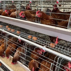 Design moderne a Type 96 à 128 Oiseaux Automatique Oeuf Volaille Fermes Poulailler Cages à vendre Poulet en Fer Petite ou Grande Cage - Product Image 1