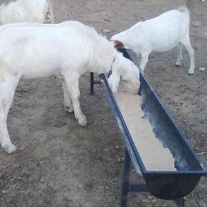 Bán hàng nóng cừu ăn máng thức ăn gia súc máng nhựa gia súc dê linh hoạt cừu nước máng chăn nuôi cho dê gia súc - Product Image 6