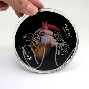 Posavasos de Acrílico con Modelo Médico Flotante |   Posavasos Educativo Personalizado |   Coaster Flotante con Diseño de Gusano del Corazón, OEM 
 - Product Image 6