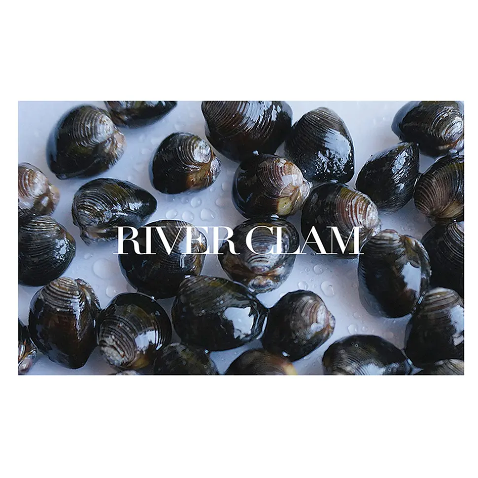 Grosse vente d'importés de fruits de mer surgelés, palourde de rivière dure de haute qualité dans les coquillages