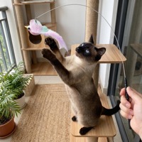 Jouet interactif pour chat éco-responsable avec baguette à ventouse super puissante, recharges de cordes et accessoires, jouet à plumes