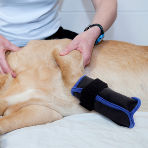 Riutilizzabili Hot & Cold Gel pantofole stivali da ghiaccio per cani e animali domestici terapia congelata per il trattamento del dolore ai piedi - Product Image 3