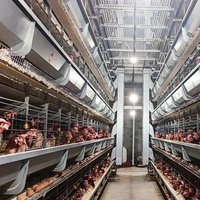 Équipement d'élevage de poulets entièrement automatique, cage à poulets en batterie de type H, cage à poules pondeuses avec système d'abreuvement, d'alimentation et d'évacuation des excréments