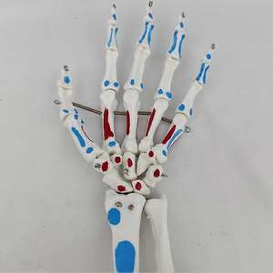 Modelo de Mano Humana Esquelética a Tamaño Real KyrenMed, con Articulación de Muñeca, Hueso de la Palma, Ulna, Radio <span class=keywords><strong>y</strong></span> <span class=keywords><strong>Huesos</strong></span> de Mano Desmontables - Product Image 3