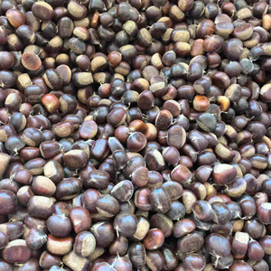 Castañas Naturales Crudas a Granel, Suministro de Dandong Tai'an, Castañas Chinas <span class=keywords><strong>Castanea</strong></span> para Guisos, Rellenos y Asados - Product Image 6