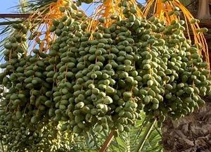 Ngày không thấm nước Túi giấy trái cây làm bằng giấy kraft để bảo vệ ngày tối ưu trong thời gian phát triển cho rau Logo tùy chỉnh - Product Image 2