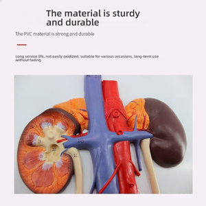 Medizinische Wissenschaft PVC-Trainings modell Urologie-Relief-Design für die Anatomie-Ausbildung Nieren-Ureter-Blasen-Harnröhre - Product Image 2