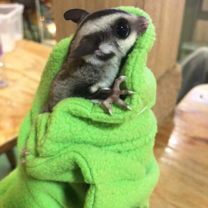 Anti-Bijthandschoenen Voor Suikerzweefvliegtuigen Vliegende Hamsters Warmte Anti-Kras Badbenodigdheden Reptiel Amfibie Accessoires Voor Huisdieren - Product Image 3