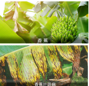 Pyraclostrobin 50% WG, Pesticida para Meloncillos contra la Otricia, Antracnosis y Otricia Polvo, <span class=keywords><strong>Fungicida</strong></span> de Amplio Espectro y Alto Contenido - Product Image 4