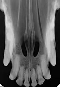 Sensor gigi untuk perawatan gigi kucing anjing Sensor Rvg gigi XRay Digital Sensor <span class=keywords><strong>Intraoral</strong></span> gigi - Product Image 5