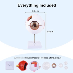 Modelo Anatómico de Ojo TB-01 para Entrenamiento y Demostración Oftalmológica, Marca Innovue Opto, Material ABS, 1 Año de Garantía - Product Image 6