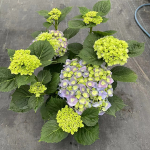 Hortensia <span class=keywords><strong>Macrophylla</strong></span>, Variedades Surtidas, Diferentes Tamaños, Perenne, Colorida, Hecha a Mano, Realista, Ramo de Flores Secas, Graduación - Product Image 2