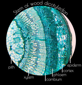 Yulin nhà máy cung cấp cho các trường học giảng dạy sinh học giáo dục Kính hiển vi Glass 10 cái Set thực vật học <span class=keywords><strong>SLIDES</strong></span> - Product Image 4