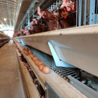Cages de Poulets de Batterie Automatiques Type H à Bon Prix pour Poules Pondeuses d'Élevage