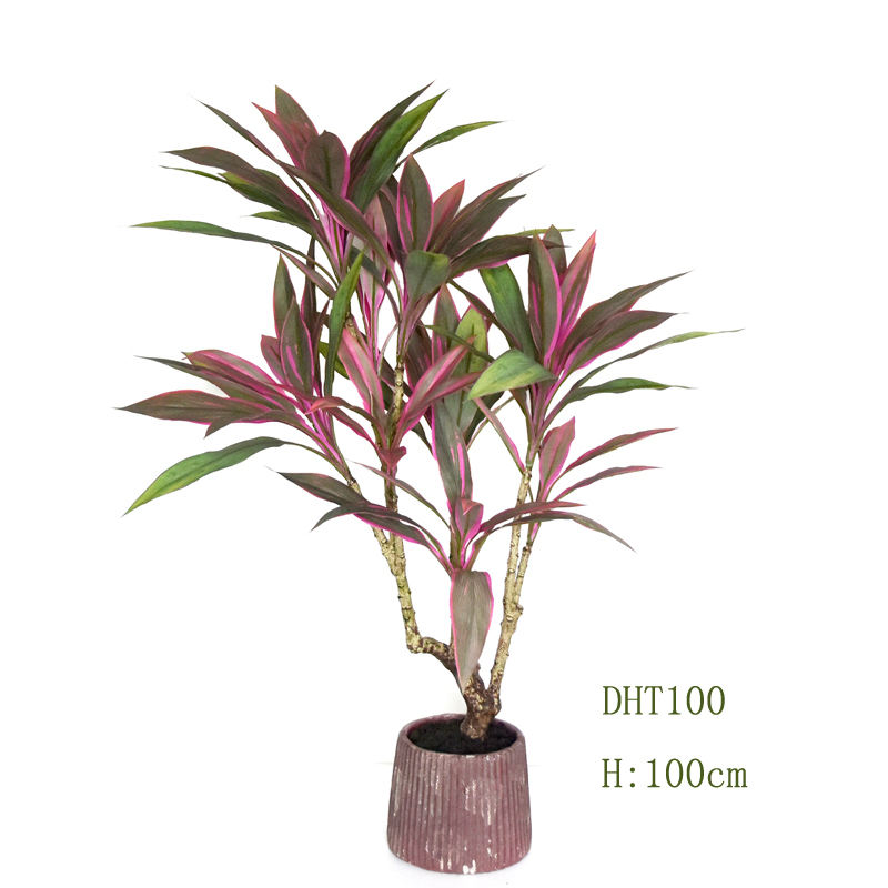 100 ซม. (กระถางพลาสติก)