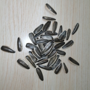 เมล็ดทานตะวัน T6 363 361เปลือก - Product Image 2