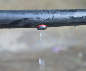 <span class=keywords><strong>Goutteur</strong></span> de bouton en plastique bon marché 2L/<span class=keywords><strong>H</strong></span> <span class=keywords><strong>4L</strong></span>/<span class=keywords><strong>H</strong></span> flux sur les émetteurs de goutte à goutte de ligne pour le système d'irrigation goutte à goutte agricole - Product Image 5