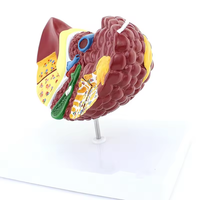 Matériel pédagogique pour les établissements médicaux supérieurs : Modèles d'anatomie hépatique humaine en PVC pour l'enseignement des maladies cancéroïdes, certifiés CE/ISO