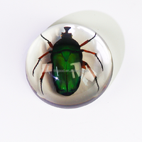 Matériel scolaire : Taxidermie d'insectes réels personnalisable en résine transparente, aides pédagogiques pour l'observation des insectes, spécimens de coléoptères colorés