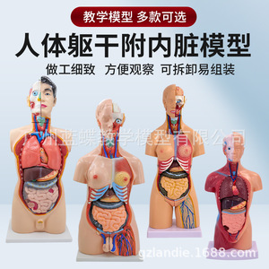 Modèle d'Anatomie Humaine Éducatif : Structure du Système Cardiaque et Organes Internes, Tronc Démontable pour l'Enseignement Médical - Product Image 1