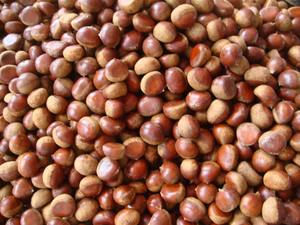 Nuovo raccolto all'ingrosso all'ingrosso crudo fresco <span class=keywords><strong>castagne</strong></span> dolci prezzo Per kg all'ingrosso dalla cina - Product Image 4