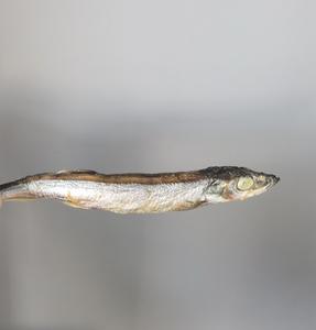 מכירת חיסול! חטיפי קפלין מיובשים בהקפאה, עשירים בחלבון, לבריאות מערכת העיכול, מזון יבש לחתולים וכלבים - Product Image 3