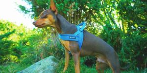 Harnais pour chien réglable réfléchissant Truelove <span class=keywords><strong>cheveux</strong></span> longs adapté en Nylon doux sécurité produit pour animaux de compagnie harnais tactique écologique pour chien - Product Image 6