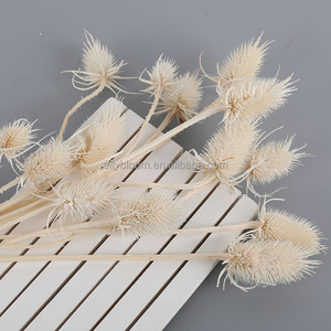 Fleurs séchées en gros, tournesols séchés Dipsacus Sativus pour l'arrangement floral, décoration intérieure - Product Image 3