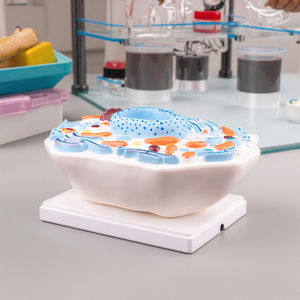 Modello di <span class=keywords><strong>cellula</strong></span> animale 3d resistente in plastica per attrezzature educative - Product Image 6