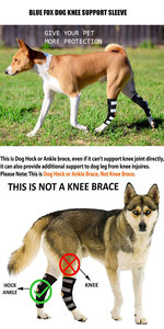 Neopren Kompression Hund Hinterbeine Wickeln <span class=keywords><strong>Canine</strong></span> Haustier Bein Sprunggelenk Klammern Hilft bei Stabilitäts verlust verursacht durch Arthritis - Product Image 6