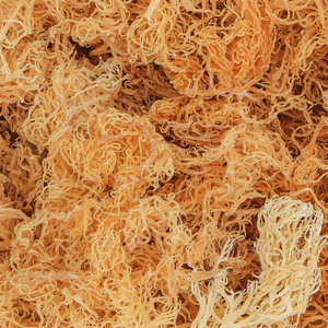 Seamoss ไอริชส่งออกสินค้าขายดี - Product Image 1