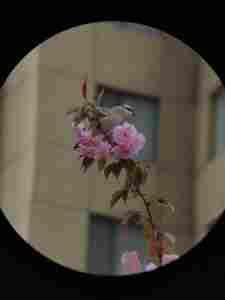 Chegada mais recente 10X42 ED Corpo De Metal Verdadeiro ED APO Lens Telhado Binóculos À Prova D' Água Bak4 Prisma para Bird Watching Caça Camping - Product Image 5