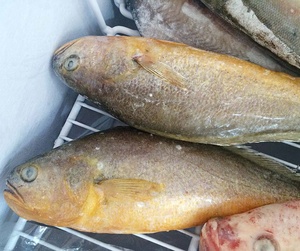 ขายส่งอาหารทะเลแช่แข็งสดคุณภาพสูง Croaker สีเหลือง - Product Image 2