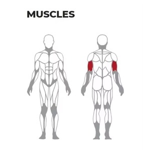 <span class=keywords><strong>Machine</strong></span> à triceps alternée à charge de poids pour exercices musculaires des bras en position assise, usage commercial - Product Image 4