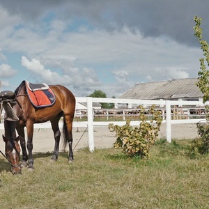 מסלול קפיצות אורך מותאם אישית מסילה משולש 108 x50mm pvc מחסום רכיבה עם 3-חריץ עמודות - Product Image 2