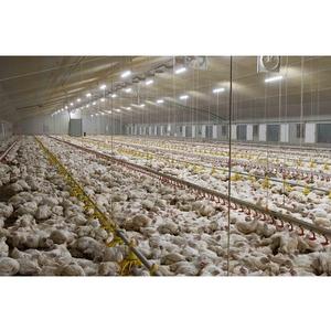 Gallinero de Caldera, casa para asar pollos - Product Image 1