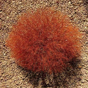 Nouveauté 2026 : Fleurs de Gypsophile stabilisées (20-30 cm) – Décoration de table basse écologique, longue durée, aspect naturel et moelleux - Product Image 1