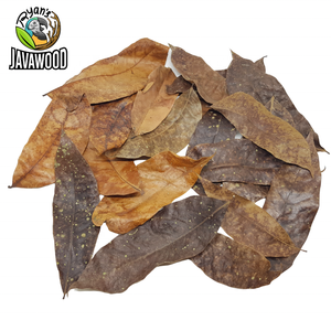 Acajou séché Bio actif, bambou, Jackfruit, feuilles de mangue pour Cage de reptiles ou maison à la maison du centre de Java indonésie - Product Image 5