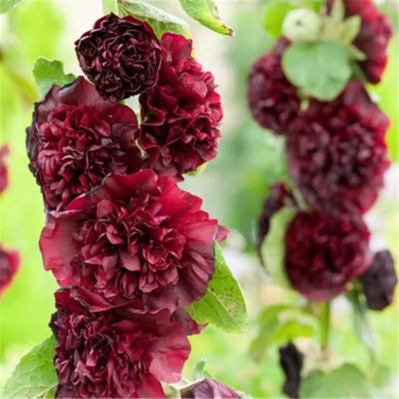 เดี่ยว-สีม่วงแดง