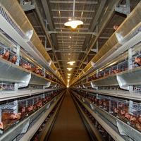 Modern Automatic Chicken Cage for Layers