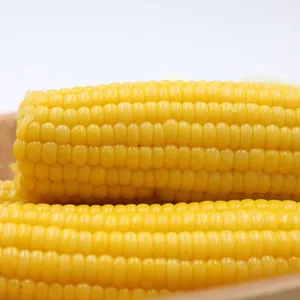 Épis de maïs sucré frais sans OGM dans un sac sous vide pour la fraîcheur du maïs prêt à manger