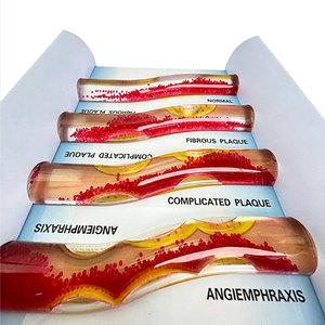 Modello Didattico DARHMMY per l'Anatomia Vascolare Umana, per l'Educazione e la Formazione nelle Scuole Mediche - Product Image 3