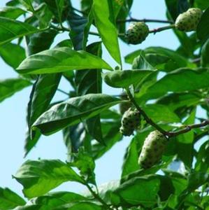 بجودة عالية جديدة مجففة طبيعيًا بأشعة الشمس أوراق هاوايان غير مُجففة للشاي - Product Image 5