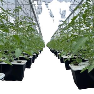 Completo idroponico olandese pentola <span class=keywords><strong>Barto</strong></span> barile olandese - Product Image 6