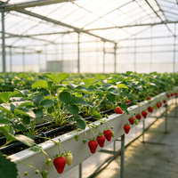 Système de canaux hydroponiques en PVC pour la culture commerciale de fraises en serre
