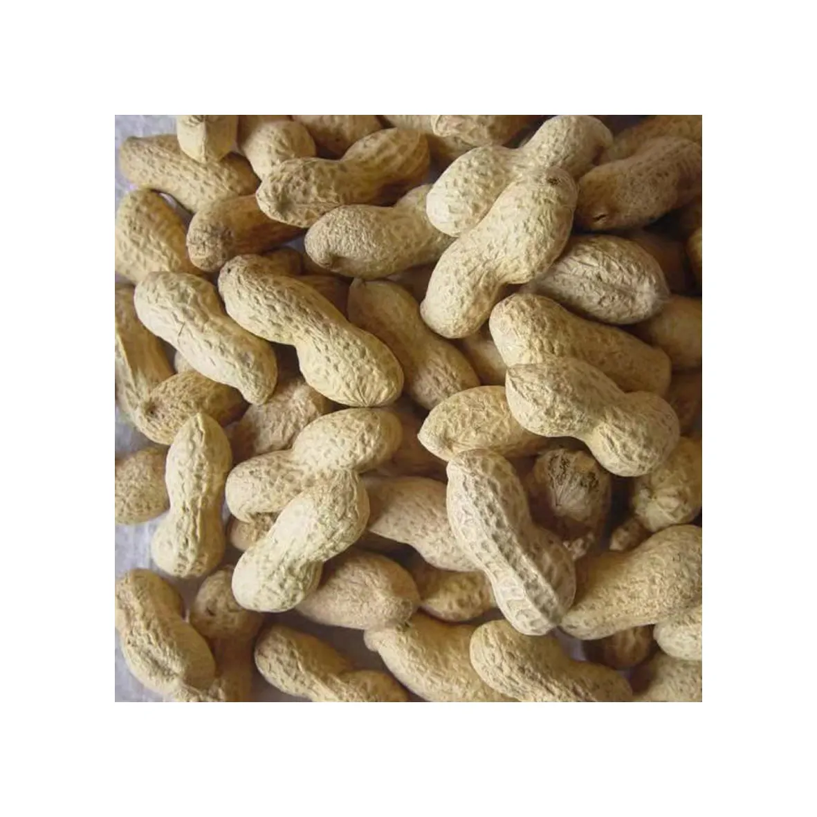 Trung Quốc cung cấp máy hữu cơ tự nhiên đậu phộng trong loại vỏ Nuts hạt